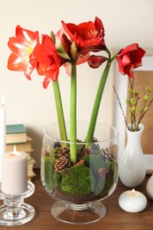 Photo of Beautiful red amaryllis flowers on wooden table