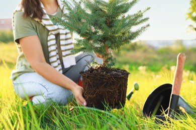 Woman planting conifer tree in meadow on sunny day, closeup