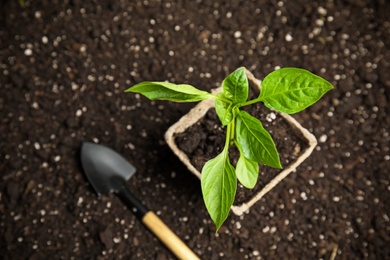 Photo of Vegetable seedling in peat pot and shovel on soil