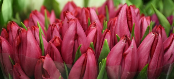 Image of Fresh bouquet of beautiful tulips as background. Horizontal banner design