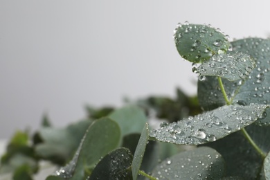Fresh eucalyptus leaves with dew drops on grey background, closeup. Space for text