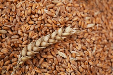 Photo of Many wheat grains and spikelet as background