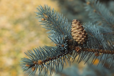Blue spruce branch with cone outdoors, closeup