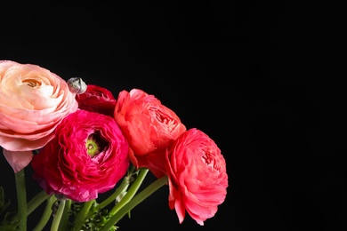 Beautiful fresh ranunculus flowers on black background, closeup. Space for text