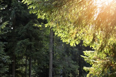Beautiful conifer tree in forest on sunny day