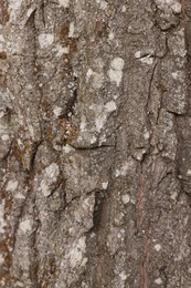 Photo of Texture of tree bark as background, closeup view
