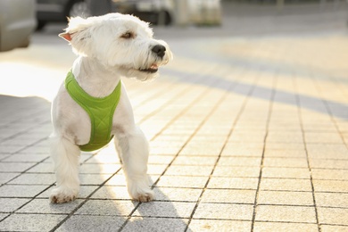 Adorable West Highland White Terrier dog on sidewalk outdoors. Space for text