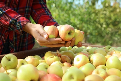 Woman with handful of apples above crate in garden, closeup