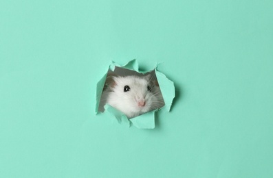 Cute funny pearl hamster looking out of hole in turquoise paper