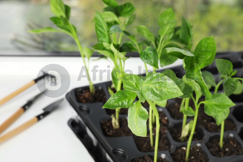 Photo of Vegetable seedlings on window sill indoors, closeup