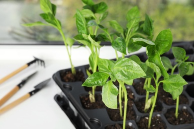 Photo of Vegetable seedlings on window sill indoors, closeup