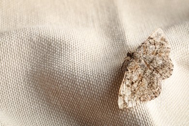 Single Alcis repandata moth on beige cloth, space for text