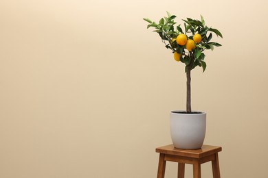 Idea for minimalist interior design. Small potted lemon tree with fruits on wooden table against beige background, space for text
