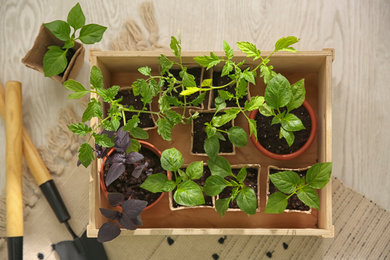 Gardening tools and wooden crate with young seedlings on floor, flat lay