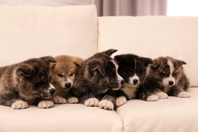 Cute Akita inu puppies on sofa indoors. Friendly dogs
