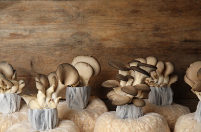 Photo of Oyster mushrooms growing in sawdust on wooden background, space for text. Cultivation of fungi