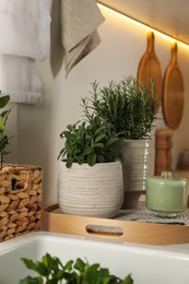 Different aromatic potted herbs on countertop in kitchen