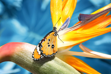 Beautiful painted lady butterfly on tropical flower, closeup