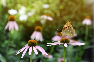 Beautiful butterfly on pink Echinacea flower outdoors, closeup. Space for text