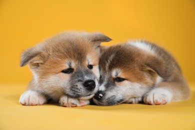 Adorable Akita Inu puppies on yellow background, closeup