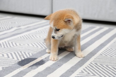 Cute akita inu puppy sitting near wet spot on carpet indoors