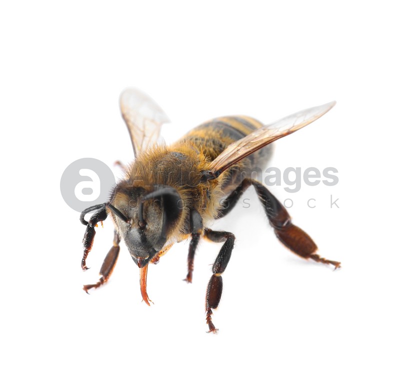 Beautiful honeybee on white background. Domesticated insect
