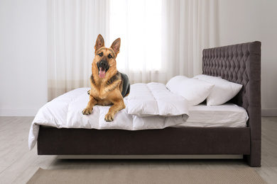 Cute dog on bed in room. Pet friendly hotel 