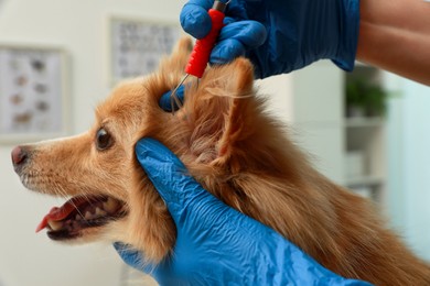 Veterinarian taking ticks off dog indoors, closeup