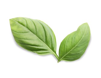 Aromatic green basil leaves isolated on white. Fresh herb