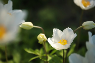 Beautiful blossoming Japanese anemone flower outdoors on spring day