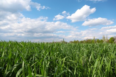 Beautiful agricultural field with ripening cereal crop under blue sky