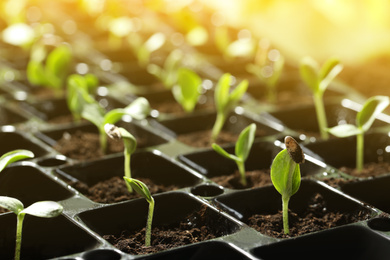 Image of Plastic tray with young vegetable plants grown from seeds in soil, closeup