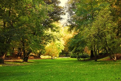 Photo of Picturesque view of park with beautiful trees, fallen leaves and green grass on autumn day