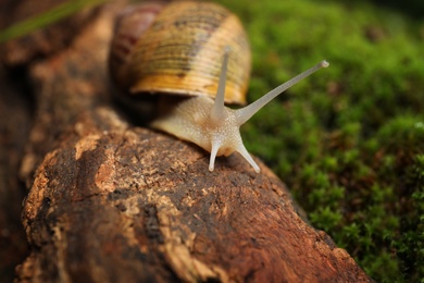 Photo of Common garden snail crawling on tree bark, closeup
