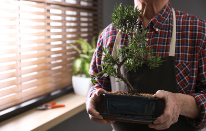 Closeup view of senior man with Japanese bonsai plant near window indoors, space for text. Creating zen atmosphere at home