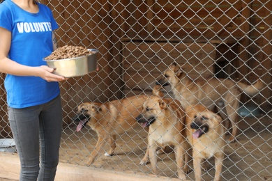 Woman holding bowl of food near cage with homeless dogs in animal shelter. Volunteering concept