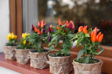 Capsicum Annuum plants. Many potted multicolor Chili Peppers near window outdoors, space for text
