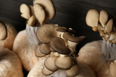 Oyster mushrooms growing in sawdust on dark wooden background, closeup. Cultivation of fungi