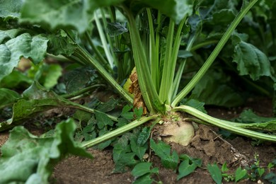 Photo of White beet plants with green leaves growing in soil, closeup