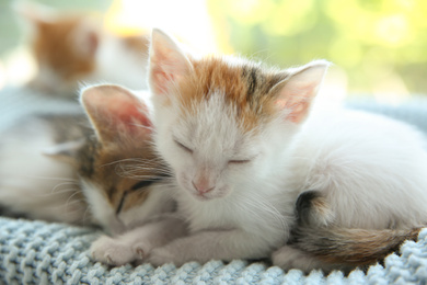 Cute little kittens sleeping on blue blanket, closeup. Baby animals
