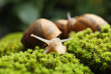 Photo of Common garden snails crawling on green moss outdoors, closeup