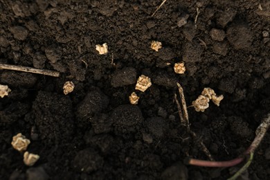 Beet seeds in fertile soil, top view. Vegetables growing