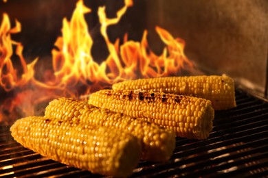 Cooking delicious fresh corn cobs on grilling grate in oven with burning firewood, closeup