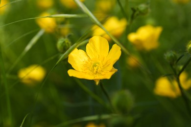 Beautiful yellow buttercup flower growing in green grass outdoors, closeup
