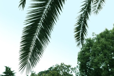 Photo of Beautiful tropical leaves of palm tree against clear sky