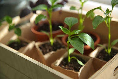 Many young seedlings in wooden crate, closeup