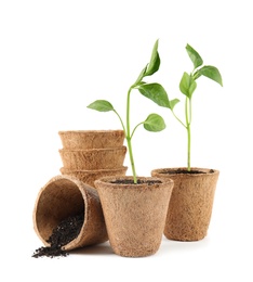Photo of Vegetable seedlings in peat pots isolated on white