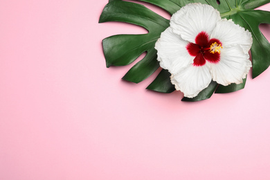 Beautiful tropical hibiscus flower and monstera leaf on pink background, flat lay. Space for text