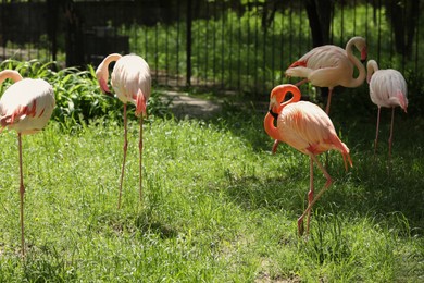 Many beautiful flamingos outdoors on sunny day