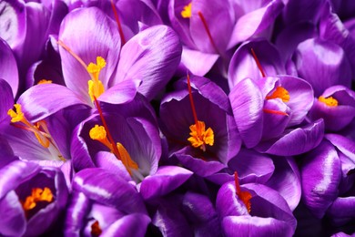 Beautiful Saffron crocus flowers as background, closeup
